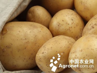 黄金宝白菜的图片